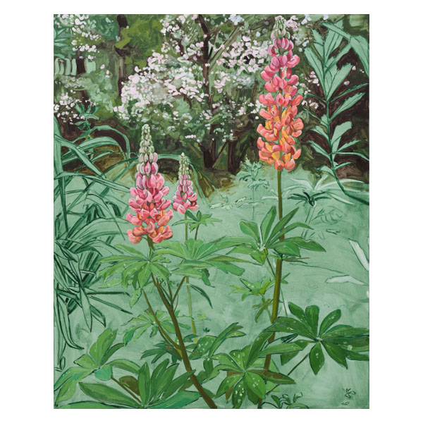 Lupine