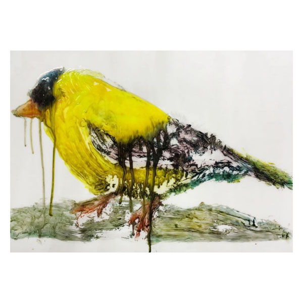 Yellow Finch